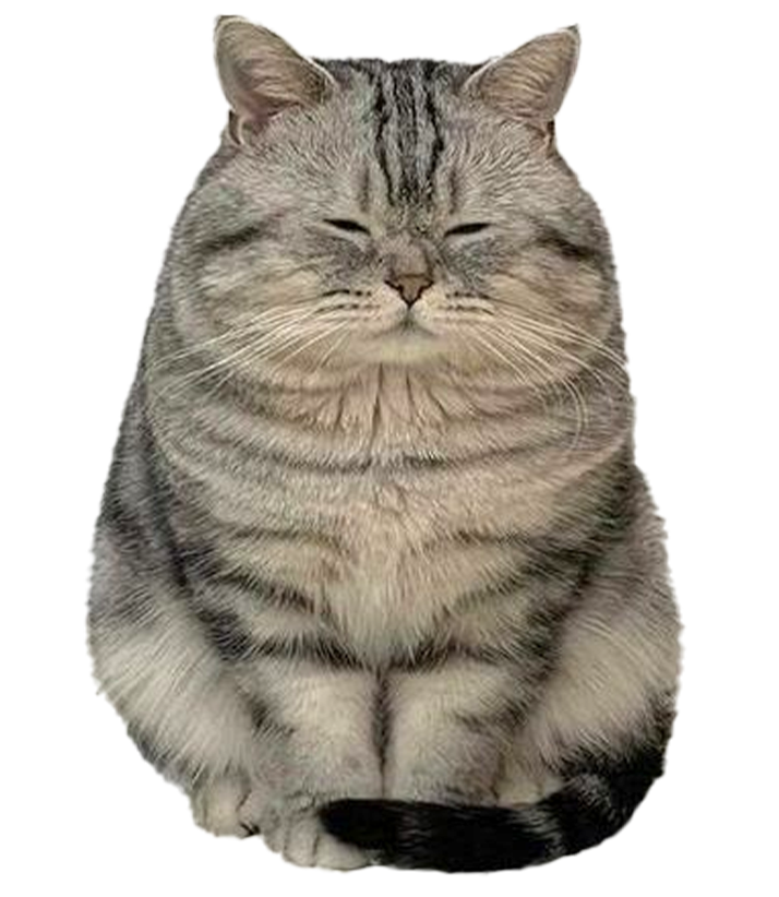 Cat icon
